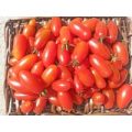 San Marzano Mini Tomaten Samen