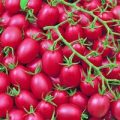 Pink Grape Tomaten Samen
