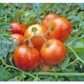 First in Field Tomaten Samen