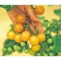 Ildi Tomaten Samen