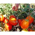 Kecskemeti Tomaten Samen