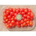 Johannisbeertomaten Samen – rot