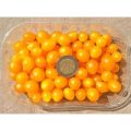 Johannisbeertomaten Samen – gelb