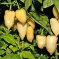 Fatalii weiß Chili Samen