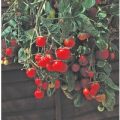 Gartenperle Tomaten Samen
