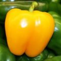 Californian Wonder Golden Chili Samen