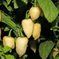 Snow White Chili Samen