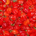 Habanero rot frisch 1000g