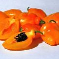 Manzano Rocoto Orange Chili Samen