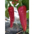 Navaho Chili Samen