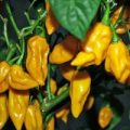 Bih Jolokia Yellow Chili Samen