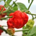 7 Pod SR Strain Chili Samen