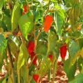 Naga Morich Red Chili Samen