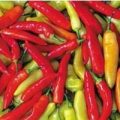 Aji Cristal Chili Samen