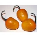 Manzano Rocoto Yellow Chili Samen