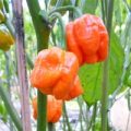 Trinidad Scorpion Moruga Chili Samen