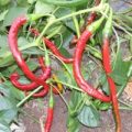 Sigaretta di Bergamo Chili Samen