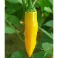 Costeno Amarillo Chili Samen