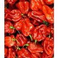 Jamaican Red Chili Samen