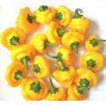 Jamaican Yellow Chili Samen