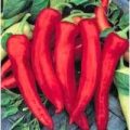 NuMex Joe E.Parker Chili Samen