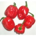 Habanero Grenada Tobago Seasoning Chili Samen