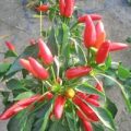 Peperoncini a Mazzi Chili Samen