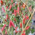 Sibirischer Hauspaprika Chili Samen