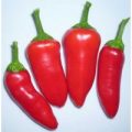 Fresno Chili Samen