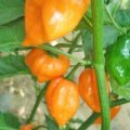 Scotch Bonnet Orange Chili Samen