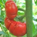 Pumpkin Pepper Chili Samen