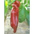 Dulce Italiano Chili Samen