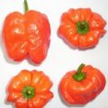 Hot Apple Chili Samen