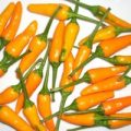 Little Finger Orange Chili Samen