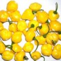 Yellow Bumpy Chili Samen