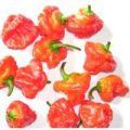 Mushroom Red Chili Samen