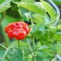 Brazilian Starfish Chili Samen