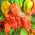 Devils Tongue Red Chili Samen