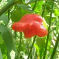 Uba Tuba Gambuci Chili Samen