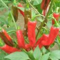 Golden Greek Peperoncini Chili Samen