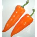 Kapya Orange Chili Samen
