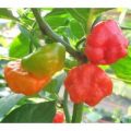 Rocotillo Chili Samen