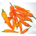 Aji Ahuachapan Chili Samen