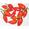 Aji Benito Chili Samen