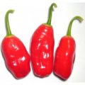 Aji Ecuadorian Red Chili Samen
