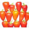 Antohi Romanian Chili Samen