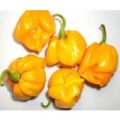 Aucaja Amarilla Chili Samen