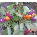 Aurora Chili Samen