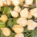 7 Pot White Chili Samen