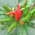 Bali Lombok – Hot Meteor Chili Samen